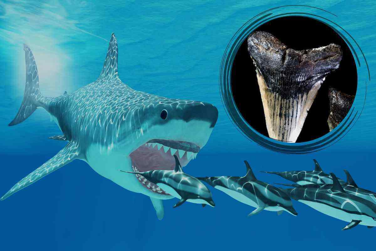 ritrovato dente megalodonte