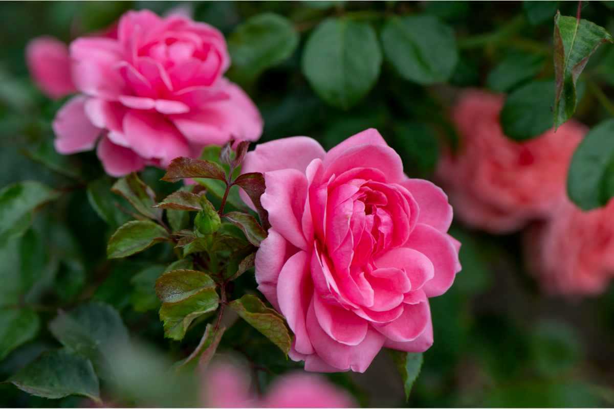 giardino con rose