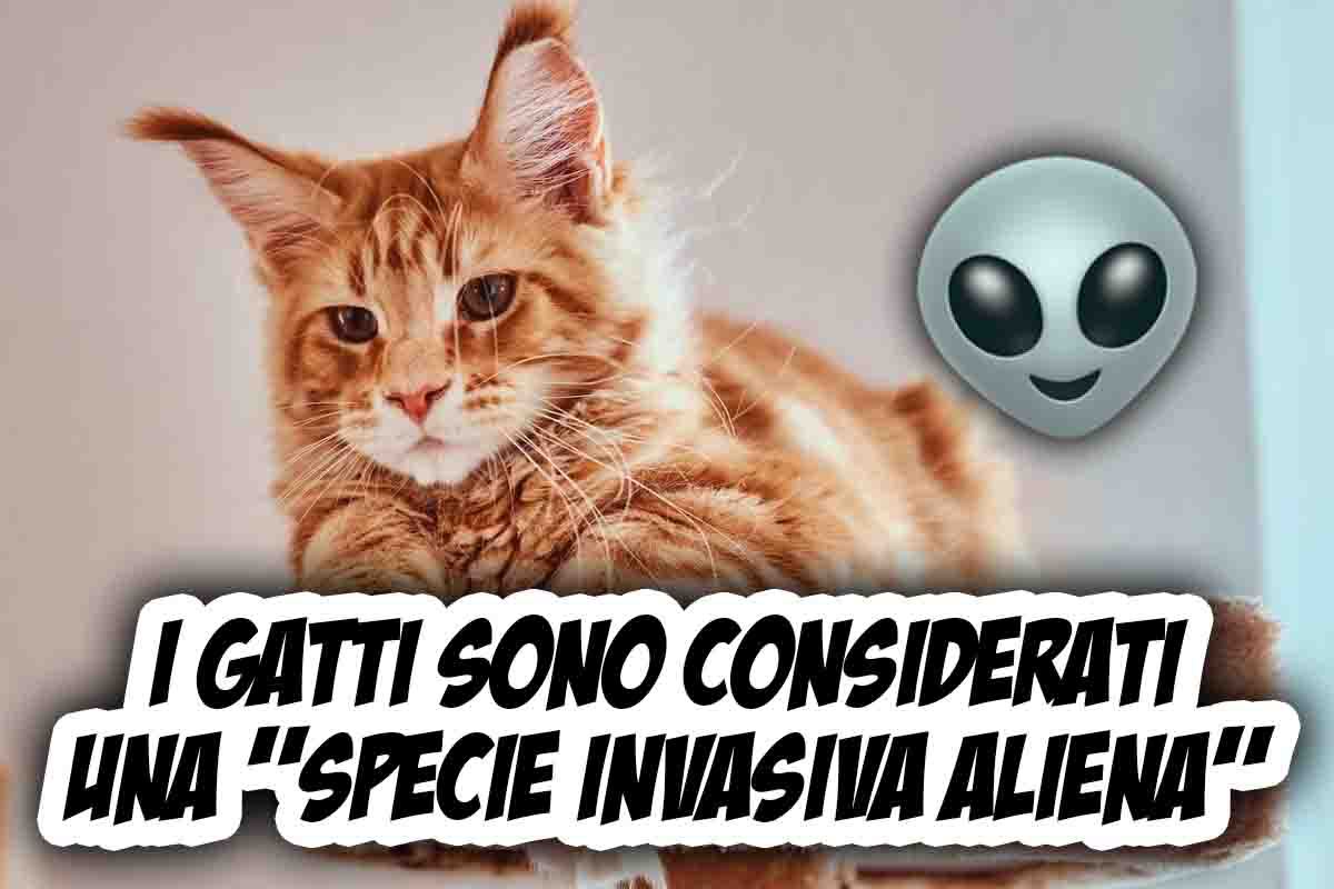 Gatti, perché sono una specie invasiva aliena