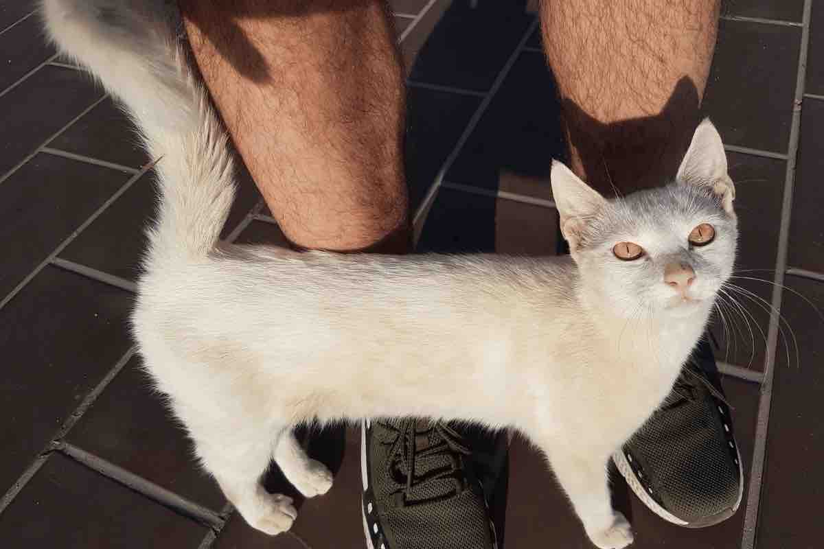 Perché i gatti si strusciano sulle gambe del proprio amico umano?