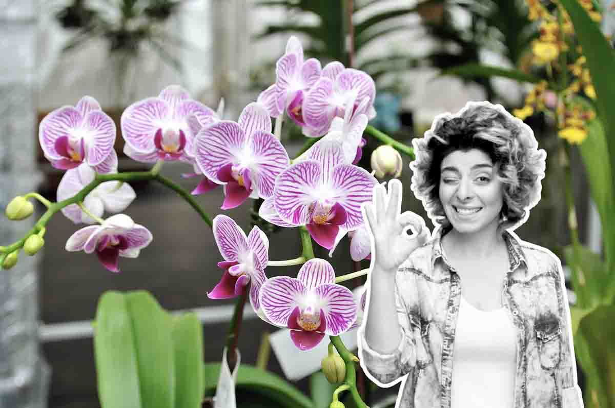 cura delle orchidee