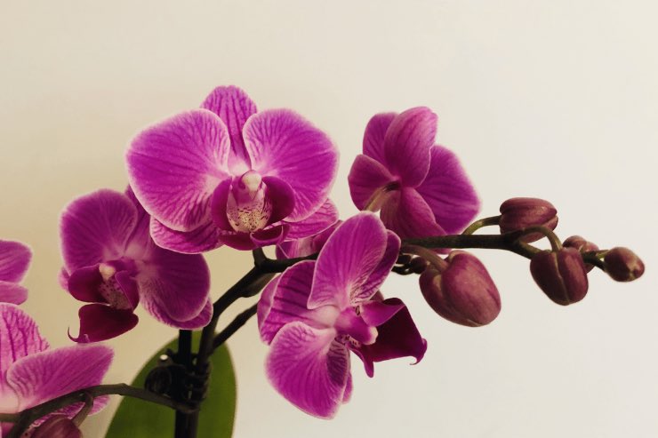 Ecco come far crescere le orchidee anche d'inverno
