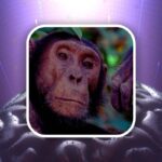 La scimmia può muovere gli oggetti con la mente