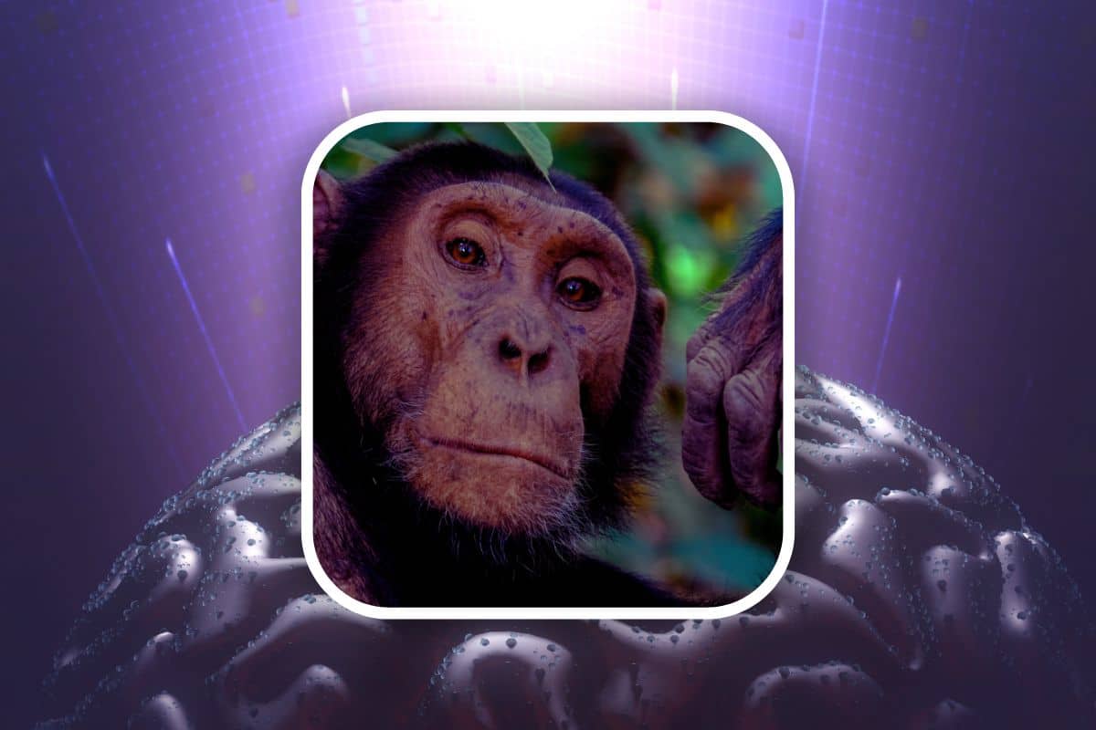 La scimmia può muovere gli oggetti con la mente