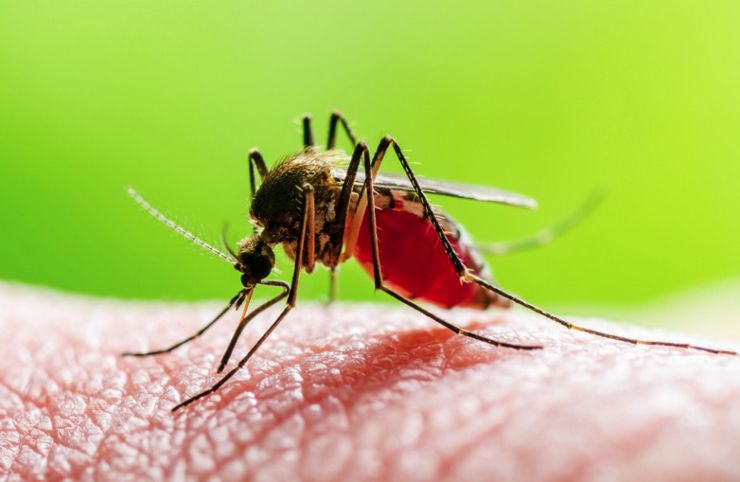 Quando dovresti preoccuparti di una puntura di zanzara?